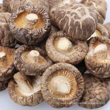 New Crop Dried Mushroom Shiitake China